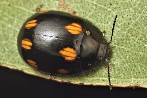 Paropsisterna octosignita This beetle is usually scarce in Victoria.  It was found at this location in numbers under loose bark of Eucalyptus ovata (swamp gum).   Australia,Eight Marked leaf beetle,Geotagged,Paropsisterna octosignata,Summer,Winter