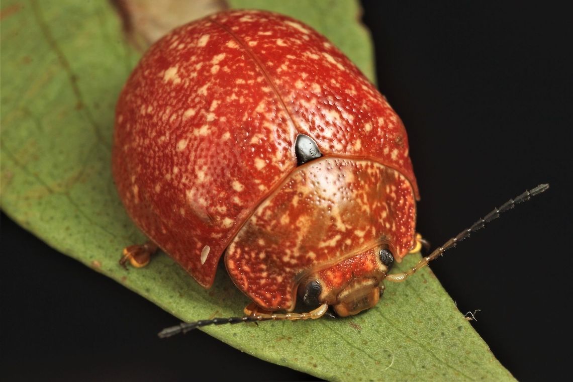 Paropsis variolosa This beetle is widespread and common but never numerous.  I saw two.  They were on foliage of Angophora costata (AKA Sydney red gum, or Smooth barked apple) which is common in coastal NSW.   Australia,Geotagged,Paropsis variolosa,Summer,paropsis