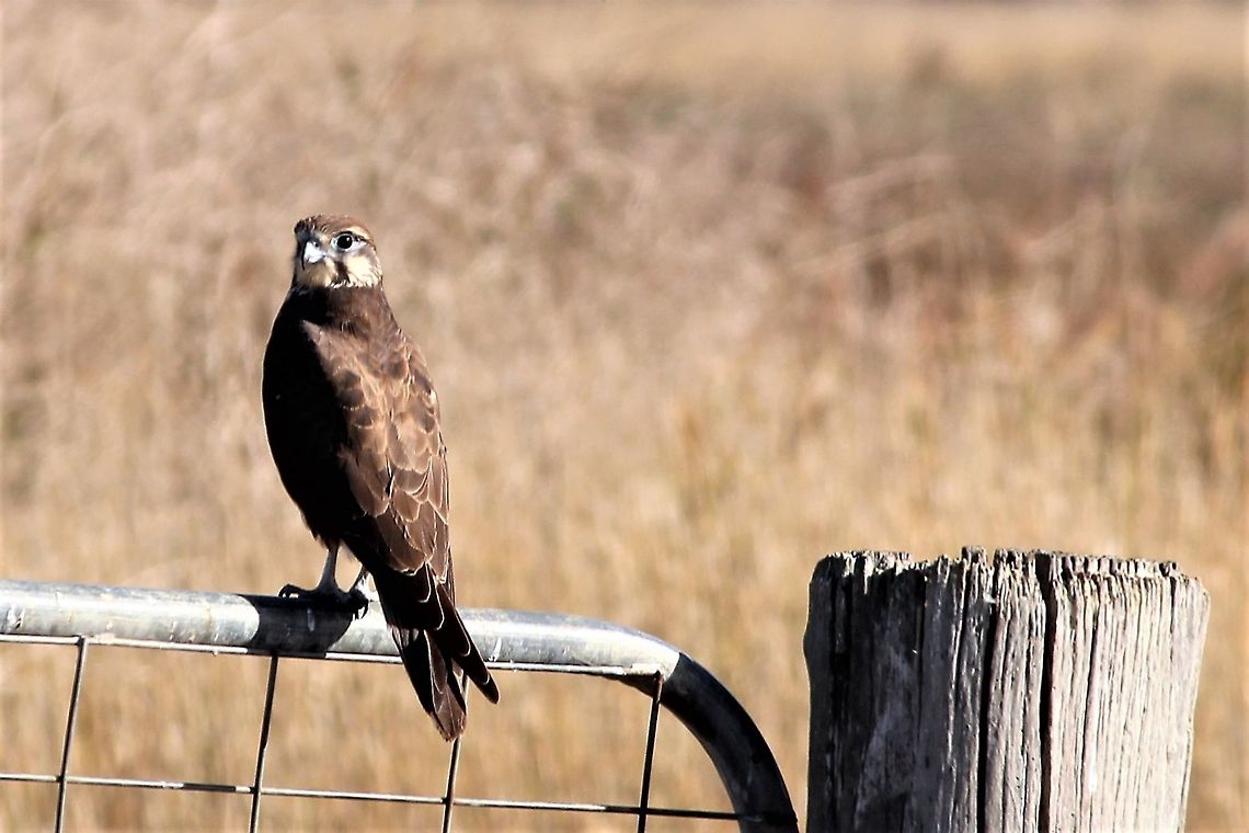 Brown Falcon  Australia,Brown Falcon,Falco berigora,Fall,Geotagged