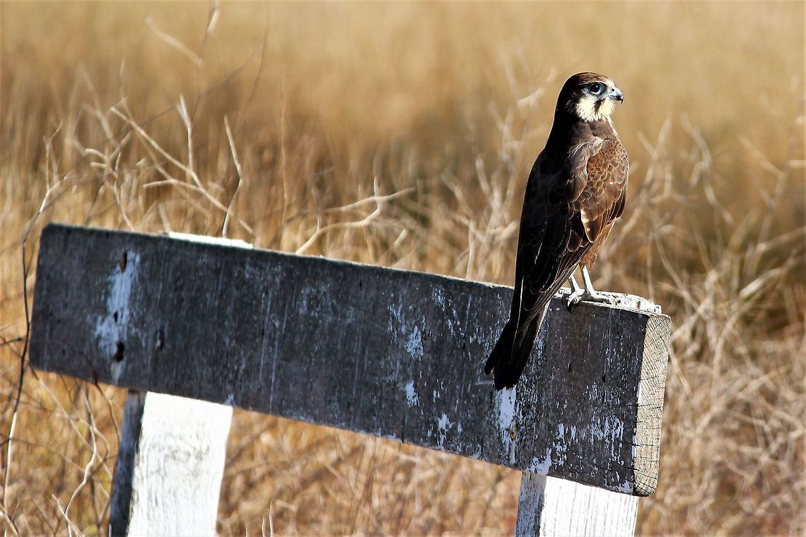 Brown Falcon This alert creature is one of several birds of prey that are common in the Werribee wetlands. There is ample food available as there are several hundred thousand bird in the pondage, many of these resident and many are migratory. Werribee wetlands is a bird haven with about 300 species recorded. Australia,Brown Falcon,Falco berigora,Fall,Geotagged