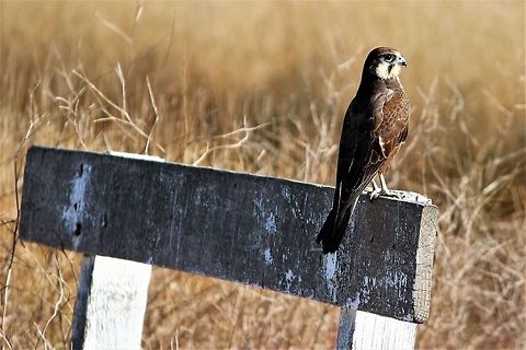 Brown Falcon This alert creature is one of several birds of prey that are common in the Werribee wetlands. There is ample food available as there are several hundred thousand bird in the pondage, many of these resident and many are migratory. Werribee wetlands is a bird haven with about 300 species recorded. Australia,Brown Falcon,Falco berigora,Fall,Geotagged