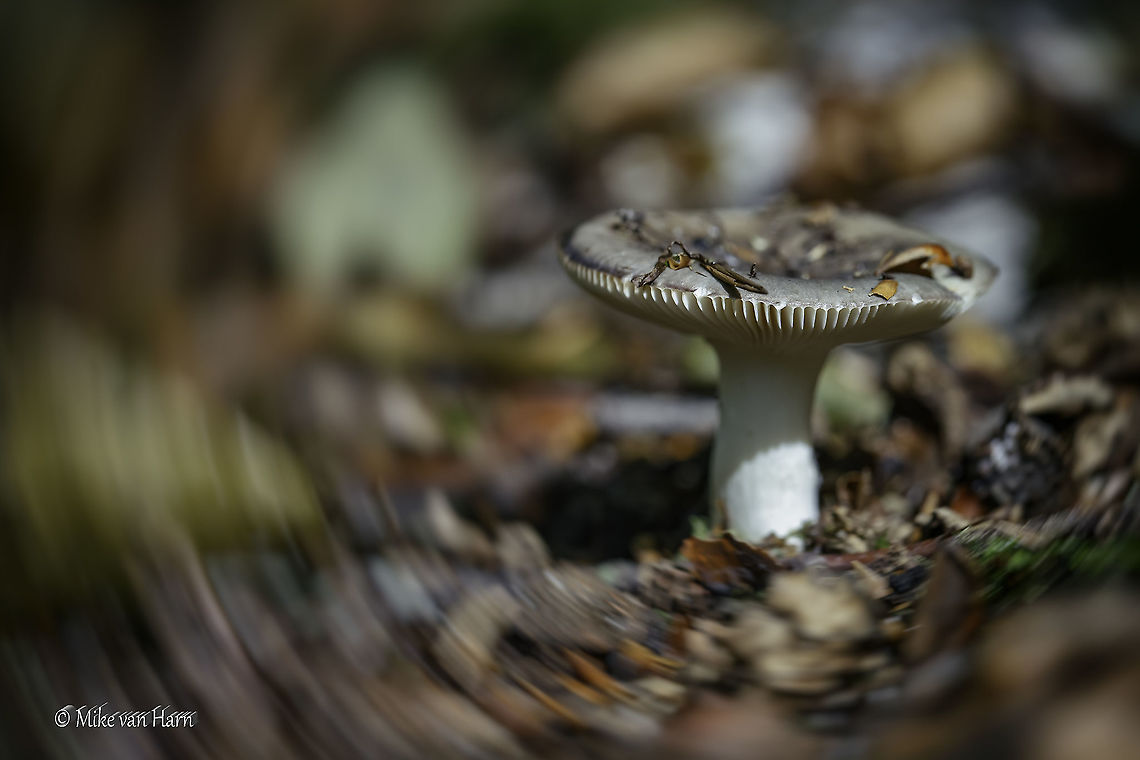 a_turn  Geotagged,Netherlands,Summer