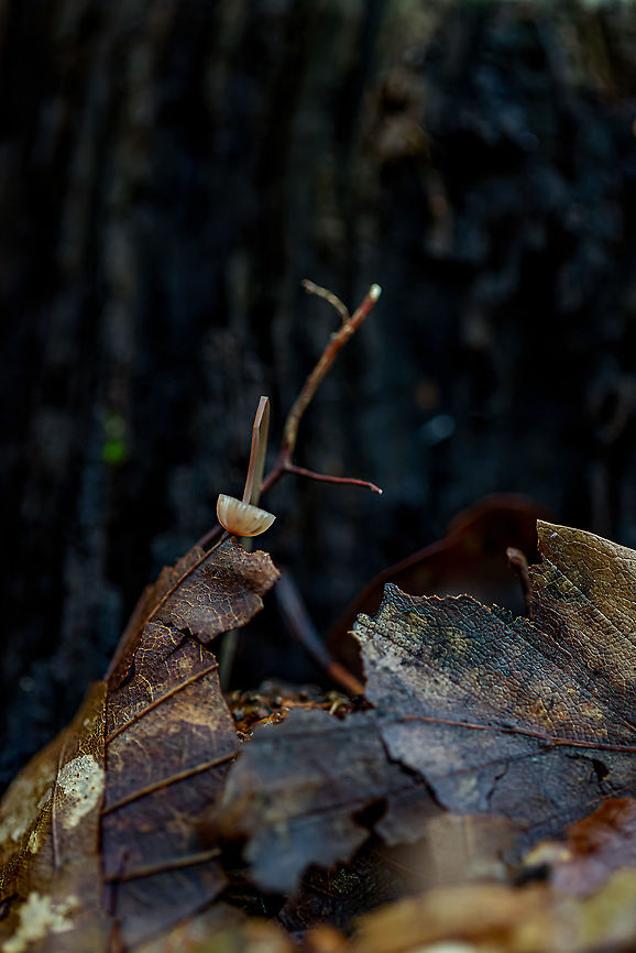 Broken  Geotagged,Netherlands,Summer