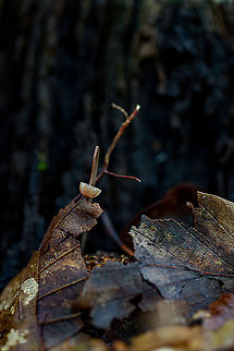 Broken  Geotagged,Netherlands,Summer