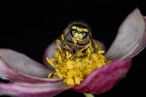 Wasp  Fall,Geotagged,Netherlands