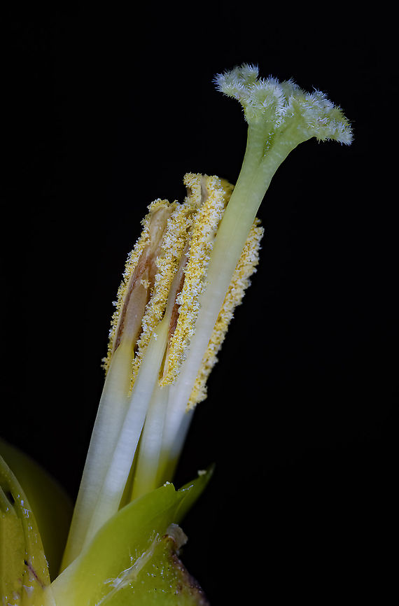 Pestle Vriesea Carinata This image was taken with the Canon MP-E65 at 2.5x magnification. Fall,Geotagged,Netherlands,Vriesea Carinata,Vriesea carinata
