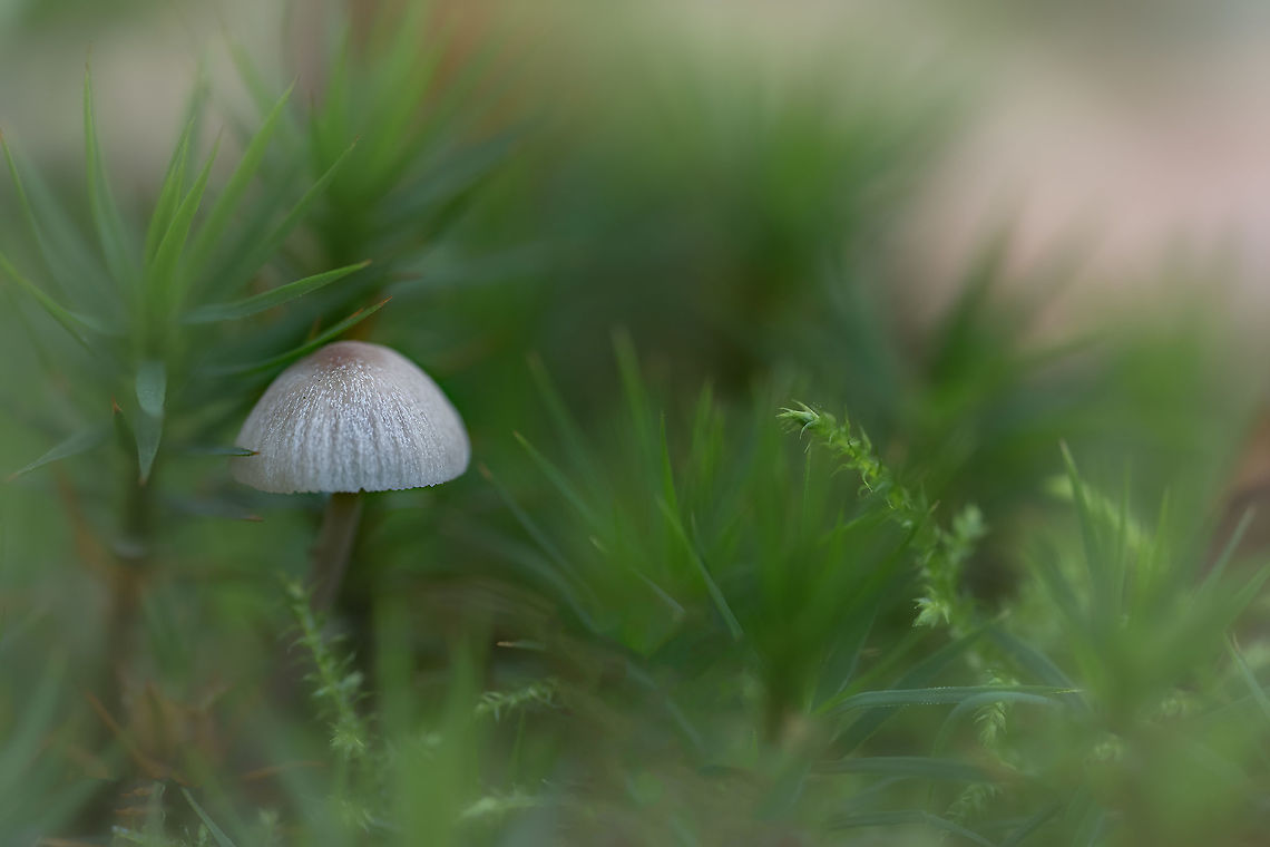 Mushroom This image was taken with the Canon MP-E65 at 1.5x magnification. Fall,Geotagged,Netherlands