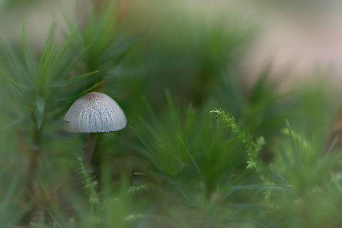 Mushroom This image was taken with the Canon MP-E65 at 1.5x magnification. Fall,Geotagged,Netherlands
