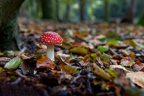 Fly agaric  Amanita muscaria,Fly agaric,Geotagged,Netherlands