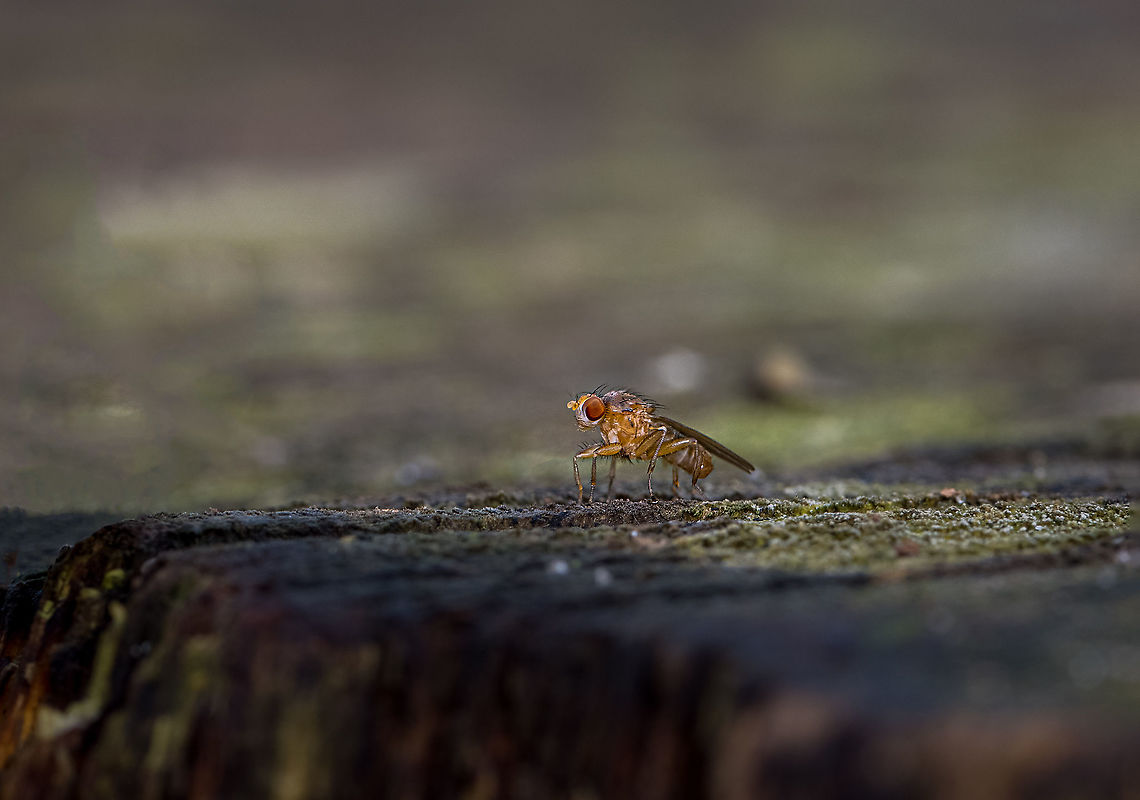 Dung fly In the Netherlands we call this a shit fly. It looks big, but in reality it was only about 4 mm. Fall,Geotagged,Netherlands