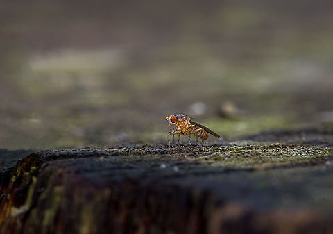 Dung fly In the Netherlands we call this a shit fly. It looks big, but in reality it was only about 4 mm. Fall,Geotagged,Netherlands