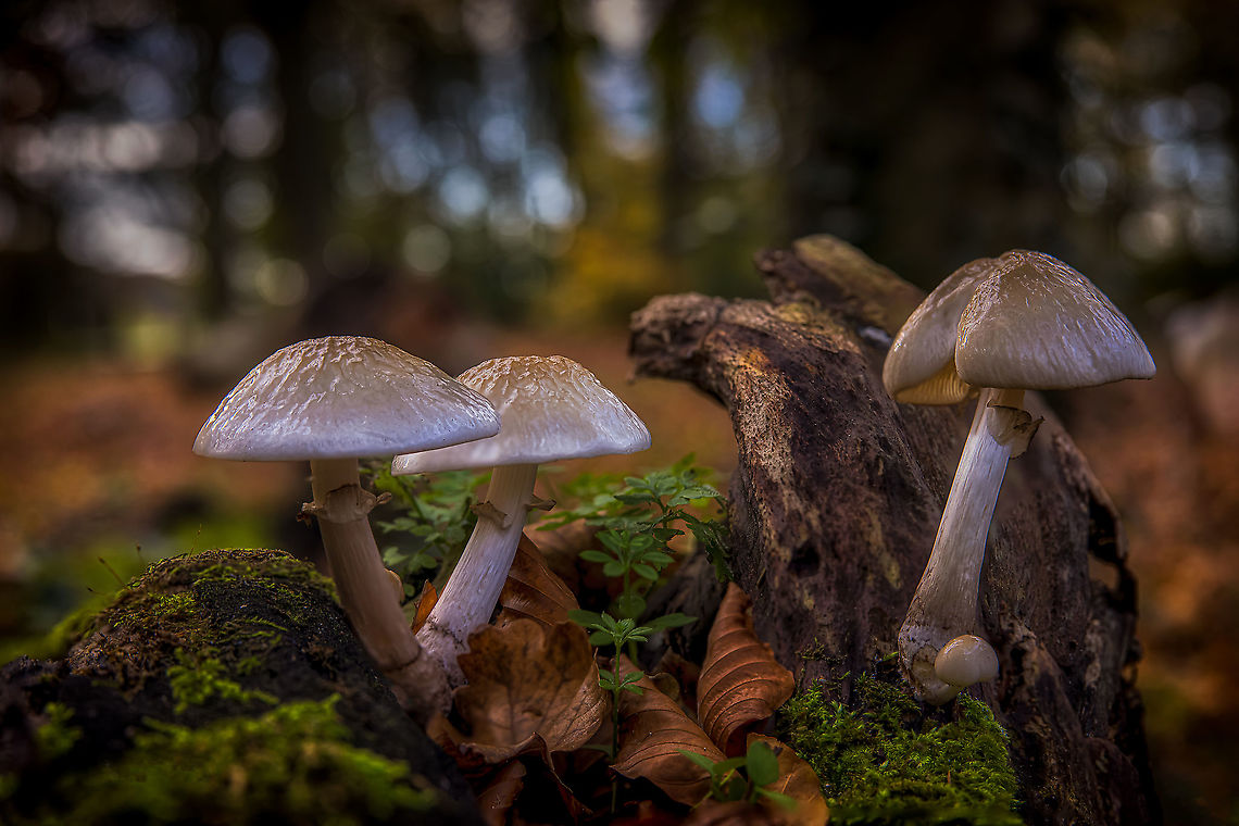 Mushrooms_in_the_evening_sun  Fall,Geotagged,Netherlands