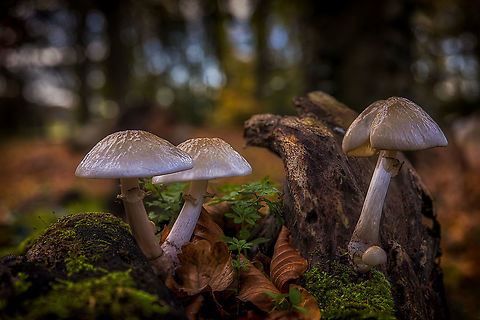 Mushrooms_in_the_evening_sun  Fall,Geotagged,Netherlands
