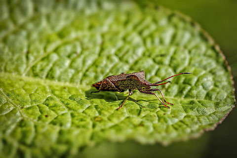 This Wants was enjoying the summer sun.  Geotagged,Nederland,Zomer