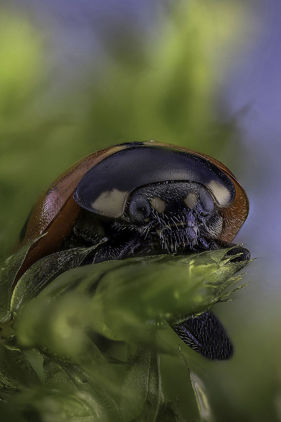 Ladybug This recording was made with the Canon EOS 5dsR with the MP-e 65.<br />
The 48 are recording and stackt with ZereneStacker Coccinella septempunctata,Geotagged,Netherlands,Winter