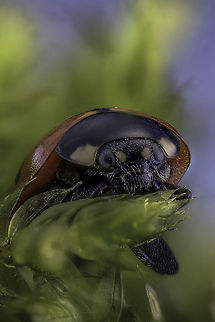 Ladybug This recording was made with the Canon EOS 5dsR with the MP-e 65.
The 48 are recording and stackt with ZereneStacker Coccinella septempunctata,Geotagged,Netherlands,Winter