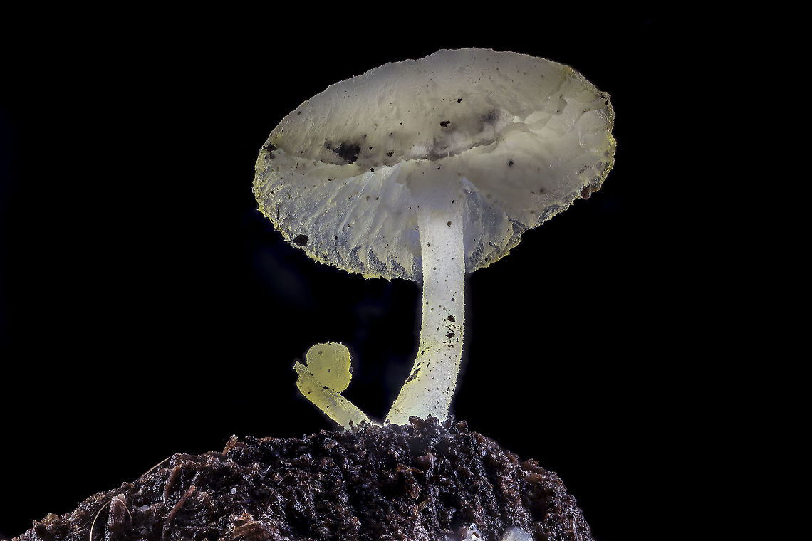 Where do I stand? Yesterday afternoon I went my take care of Orchids, I discovered this little mushroom on a piece of ground Orchids.<br />
<br />
It was about 8 millimeters high and the hat had a diameter of less than five millimeters. There I thought it the next day there would be no more occurred to me any moment and packed the stuff and see the result here.<br />
<br />
Regards, Mike<br />
Geotagged,Netherlands,Summer