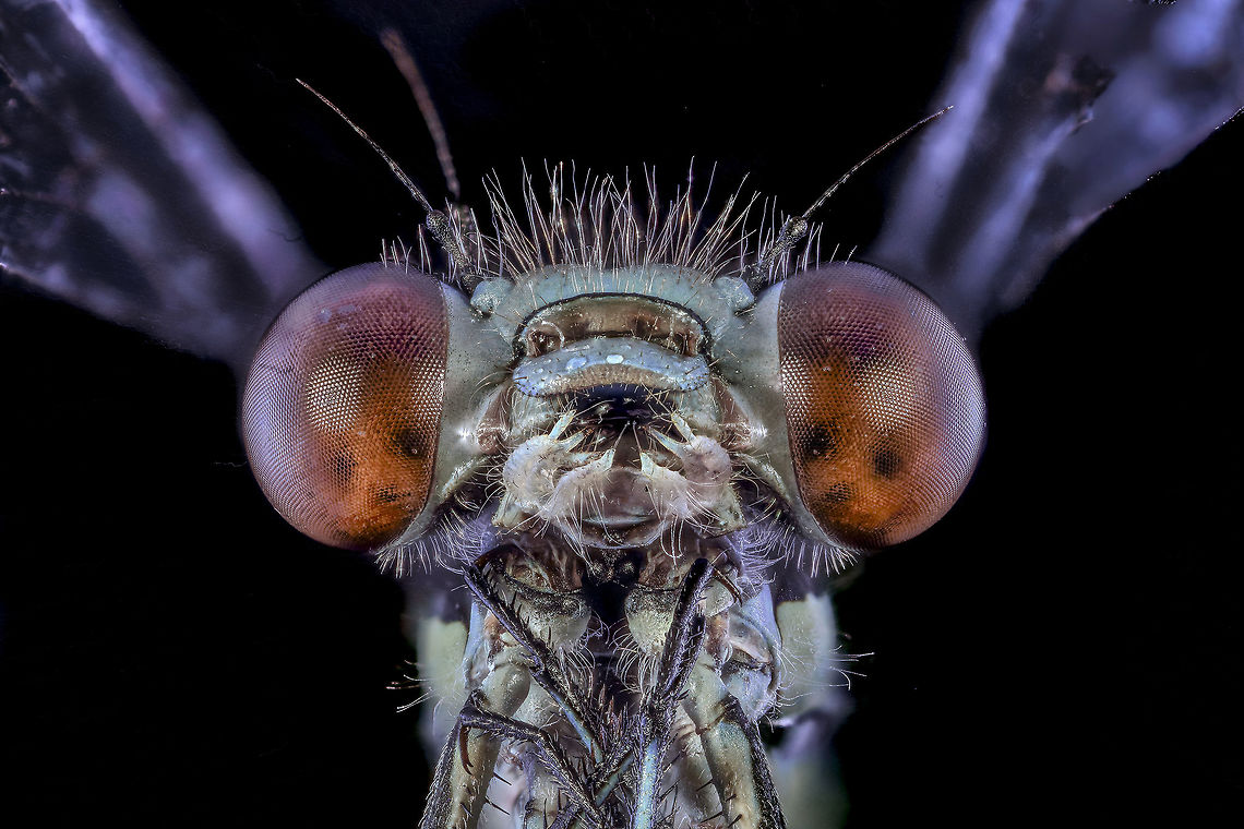 Look me in the eyes!! This dragonfly is taken with the Canon MP-E 65<br />
<br />
Camera setup: Canon EOS 5DsR, Canon MP-E 65 lens @ 5 &times; magnification, Stack Shot automated macro rail. Rittz foldable photo studio. Camera was on manual control.<br />
 ISO 100, f/4.0, exposure, white balance, white balance filter 4 sec. custom ExpoDisc 2.0, step size 0.04 mm and with 77 recording gestackt Zerene Stacker PMax method.<br />
<br />
Regards, Mike<br />
 Geotagged,Netherlands,StackShot,Summer,Zerene Stacker