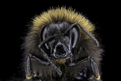 Drunk by nectar 2 Hi Fchristant, I had promised you that I would picture the "drunk by nectar" again placed as I am recording better balanced had with this.

I hope that it is now in the right direction if not like and/or marking.

Regards, Mike
 Geotagged,Netherlands,Summer