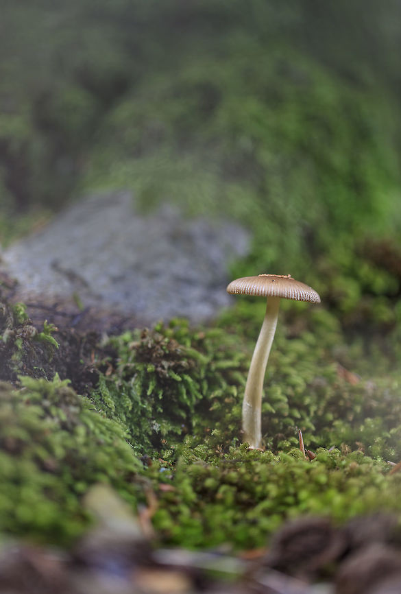 Mushroom This mushroom is common in Netherlands, but the name I don't know.<br />
<br />
I have tried to get in a nice atmosphere.<br />
<br />
Regards, Mike Geotagged,Netherlands,Summer