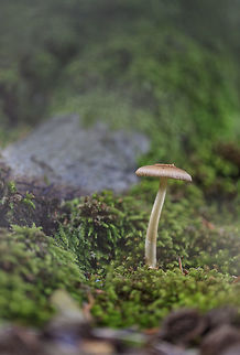Mushroom This mushroom is common in Netherlands, but the name I don't know.

I have tried to get in a nice atmosphere.

Regards, Mike Geotagged,Netherlands,Summer