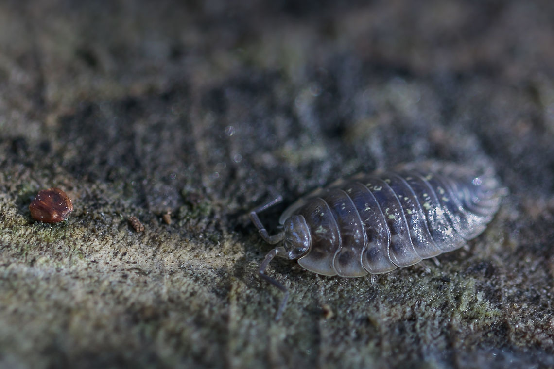 Woodlouse species Oniscus asellus This woodlouse (&quot;Kelderpissebed&quot;) you see everywhere in Netherlands. Geotagged,Isopoda,Netherlands,Oniscidae,Oniscidea,Oniscus asellus,Summer