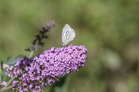 Butterfly While my son was trying to make his first shot I had very little time to capture the butterfly. The name I just do not know. Buddleja davidii,Geotagged,Green-veined White,Netherlands,Pieris napi,Summer