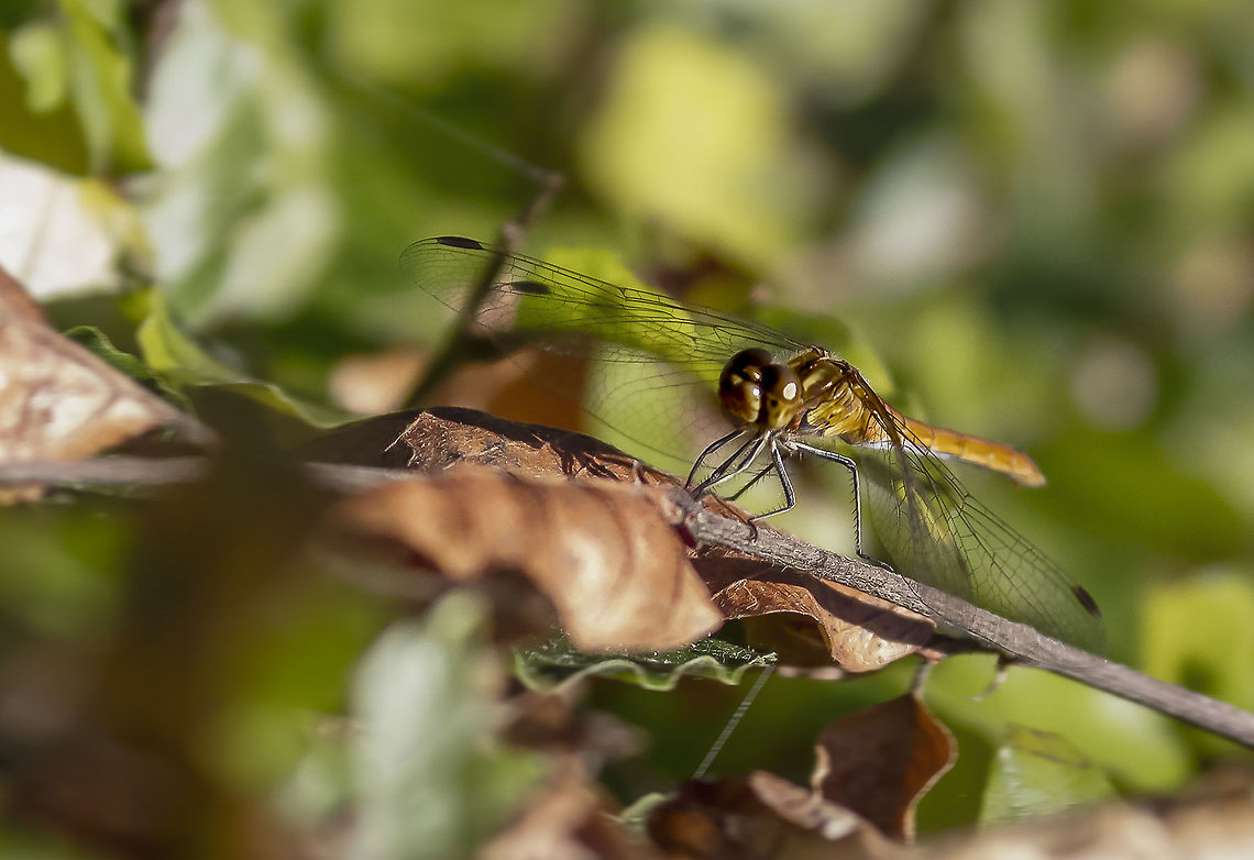 Sympetrum vulgatum These general dragonfly (Sympetrum vulgatum) find much to the Dutch waters. Geotagged,Netherlands,Summer,Sympetrum vulgatum,Vagrant Darter