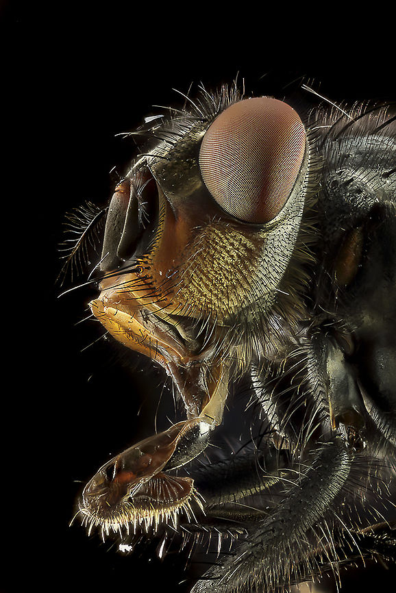 Housefly (Musca_Domestica) Dutch name: gewone huisvlieg.<br />
<br />
Camera setup: Canon EOS 5DsR, MP-E lens 65 @ 4 &times; magnification, Stack Shot automated macro rail. Caruba collapsible photo studios. Camera was on hand operation.<br />
  ISO 100, f/4, exposure 8 sec., custom white balance, white balance filter ExpoDisc 2.0, step size 0.04 mm and 61 intake gestackt with Zerene Stacker PMAX method. Geotagged,Housefly,Musca domestica,Netherlands,Summer
