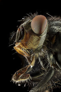 Housefly (Musca_Domestica) Dutch name: gewone huisvlieg.

Camera setup: Canon EOS 5DsR, MP-E lens 65 @ 4 &times; magnification, Stack Shot automated macro rail. Caruba collapsible photo studios. Camera was on hand operation.
  ISO 100, f/4, exposure 8 sec., custom white balance, white balance filter ExpoDisc 2.0, step size 0.04 mm and 61 intake gestackt with Zerene Stacker PMAX method. Geotagged,Housefly,Musca domestica,Netherlands,Summer