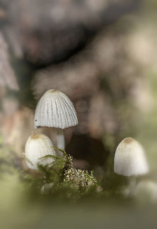 Musroom This fungus is common in Dutch forests. You can find it on the ground between sparrow but also on dead tree branches. The name I do not really know, but I'm trying to find it. These were no more than 10 to 15mm high and are taken with a 100mm macro with a magnification of 1:1. Geotagged,Netherlands,Summer