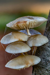 Old porcelain fungus This shot of old porcelain mushrooms I came across in my archive in 2015.
He was taken with the EOS 7d mark II that I had then. Fall,Geotagged,Netherlands,Oudemansiella mucida