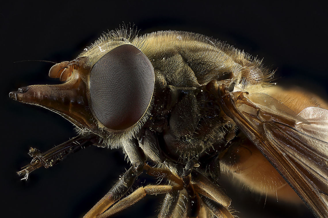 Rhingia campestris If I have looked good is the Dutch name &quot;Snuitvlieg&quot; but if I&#039;m wrong please let me know.<br />
<br />
Camera setup: Canon EOS 5DsR, Canon MP-E 65 @ 4 &times; magnification, StackShot automated macro rail. Caruba photo studio. Camera was on hand operation.<br />
 ISO 100, f/4, exposure 2,5 sec., custom white balance, white balance filter ExpoDisc 2.0, step size 0.06 mm and 62 intake gestackt with Zerene Stacker PMAX method.<br />
 Geotagged,Netherlands,Rhingia campestris,Spring