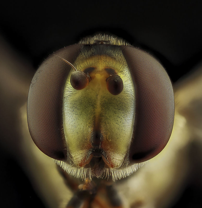 Eristalis tenax Camera setup: Canon EOS 5DsR, Canon MP-E 65 lens @ 5 &times; magnification, StackShot automated macro rail. Caruba photo studio. Camera was on manual control.<br />
ISO 100, f/5.6, exposure 6 sec., white balance, ExpoDisc custom white balance filter 2.0, step size 0.06 mm and 45 recording with Zerene Stacker PMax method.<br />
 Eristalis tenax,Geotagged,Netherlands,Spring