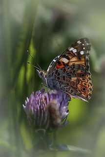 painted Lady I believe this is a Painted Lady. Dutch name (Distel vlinder)
Correct me if I'm wrong.
 Geotagged,Netherlands,Painted Lady,Spring,Vanessa cardui