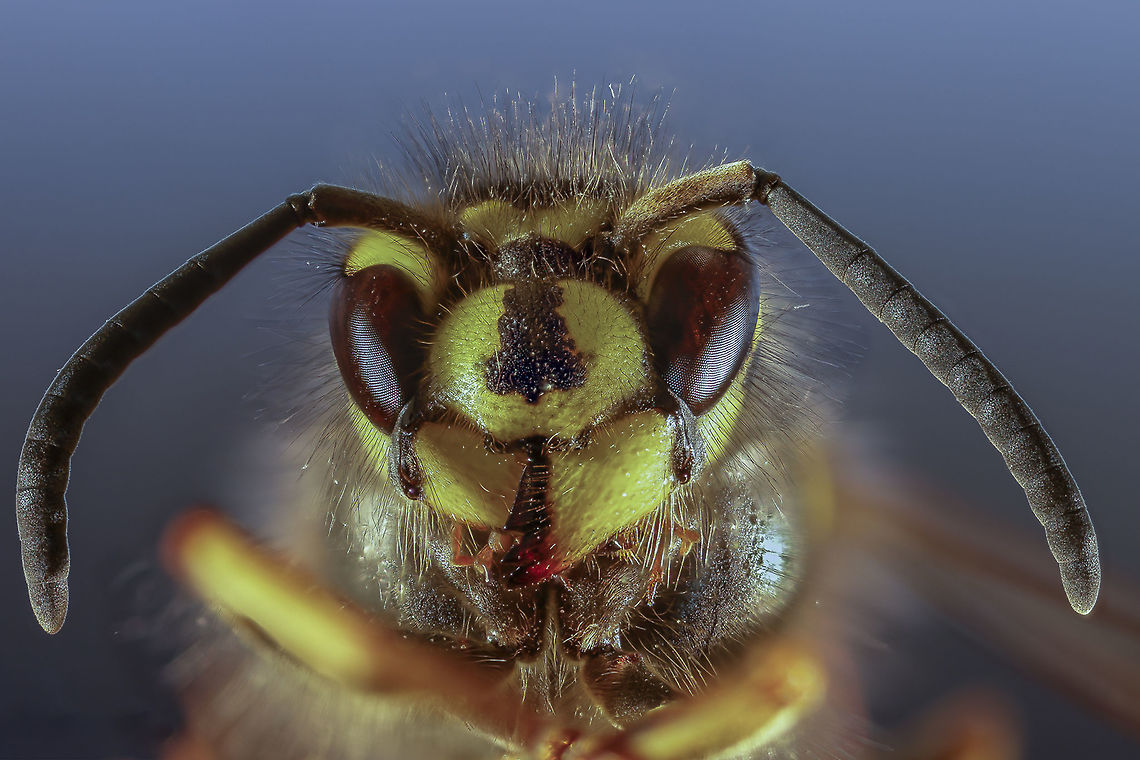 European_hornet This shot is taken with the Canon MP-E 65 lens. Common wasp,Geotagged,Netherlands,Vespula vulgaris