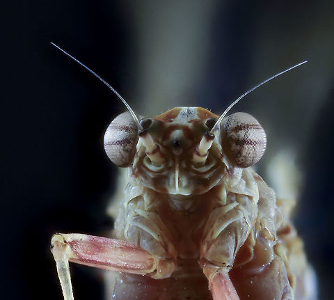 Insect I really have no idea what insect this is.

Camera setup: Canon EOS 5Ds R, Canon MP-E 65 @ 5 &times; magnification, Stack Shot automated macro rail. Caruba photo studio. Camera was on manual control.  ISO 100, f/5.6, exposure 6 sec., custom white balance, ExpoDisc custom white balance filter 2.0, step size gestackt 0.08 mm and 38 recording with Zerene Stacker PMax method.

 Geotagged,Jumping plant louse,Netherlands,Psylloidea,Summer