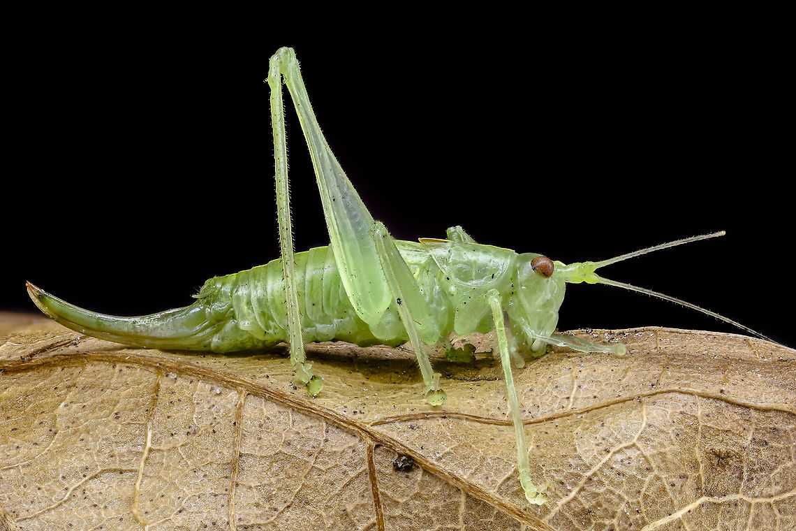 Green Grasshopper Camera setup: Canon EOS 5DsR, Canon MP-E 65 @ 1,2 &times; magnification, Stack Shot automated macro rail. Caruba photo studio. Camera was on manual control.<br />
ISO 100, f/5.6, exposure 1/15 sec., custom white balance, ExpoDisc white balance filter 2.0, step size 0.7 mm and 23 recording Zerene Stacker PMax method.<br />
 Geotagged,Meconema meridionale,Netherlands,Short-winged Green Grasshopper,Summer