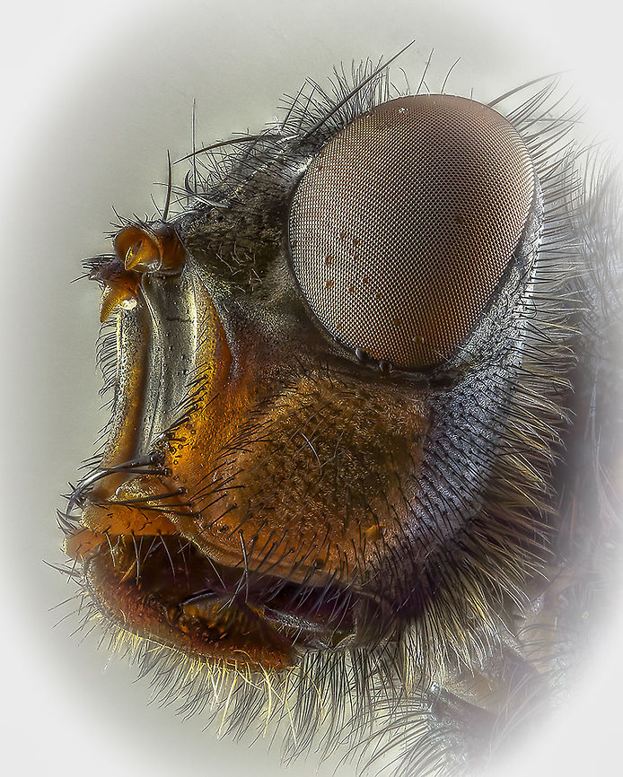 housefly An experiment with a portrait of a housefly, sometimes you have to dare to try something. Geotagged,Housefly,Musca domestica,Netherlands,Spring