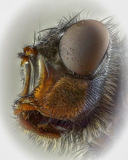 housefly An experiment with a portrait of a housefly, sometimes you have to dare to try something. Geotagged,Housefly,Musca domestica,Netherlands,Spring