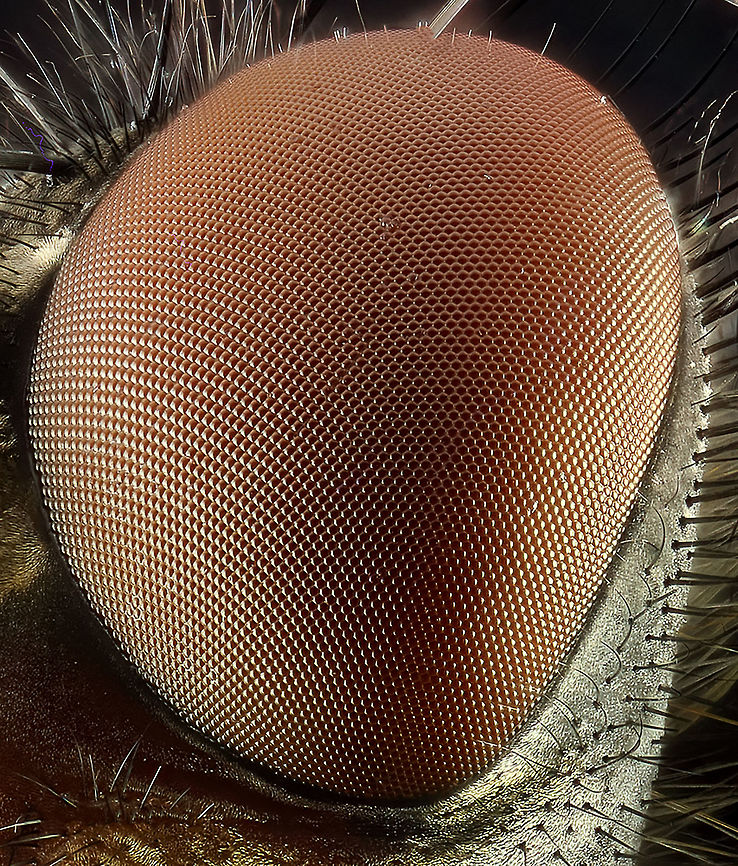 Eye of housefly Hi Fchiristant, here&#039;s a recording of a fly eye. If this is not a detail has been the facets.<br />
The recording was made with my Canon EOS 5DsR (50.6 mp) and the lens was the Canon MP-E 65. It is a very big crop but that can happen with the 5DsR.<br />
<br />
I should like to hear from you how this find.  Housefly,Musca domestica