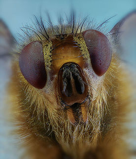Golden Dung Fly The golden Dung Fly (Dutch name): "strontvlieg" this recording is made in may 2015 with the Canon EOS 7 d markII that I had then.

Camera setup: Canon EOS 7 d mark II, Canon MP-E 65 @ 5 &times; magnification, Stack Shot automated macro rail. Caruba photo studio.
 ISO 100, f/4, exposure, white balance, white balance custom filter 2 "ExpoDisc 2.0, step size 0.03 mm and 70 recording gestackt with ZereneStacker
 Geotagged,Golden dung fly,Netherlands,Scathophaga stercoraria,Spring