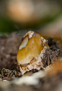 mushroom  Geotagged,Netherlands,Summer