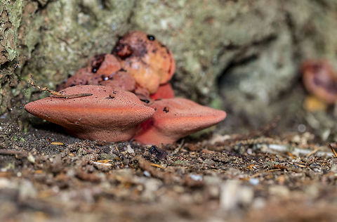 Steak mushroom The Dutch name is "Biefstukzwam" Fistulina hepatica,Geotagged,Netherlands,Summer