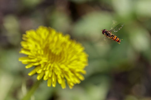 Hoverfly  Episyrphus balteatus,Geotagged,Marmalade Hoverfly,Netherlands,Summer