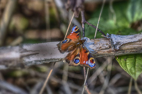 Peacock Butterfly I got this picture is not the way I wanted it, so I tried some. I have an oil painting created, you have the occasional daring. European Peacock,Geotagged,Inachis io,Netherlands,Summer