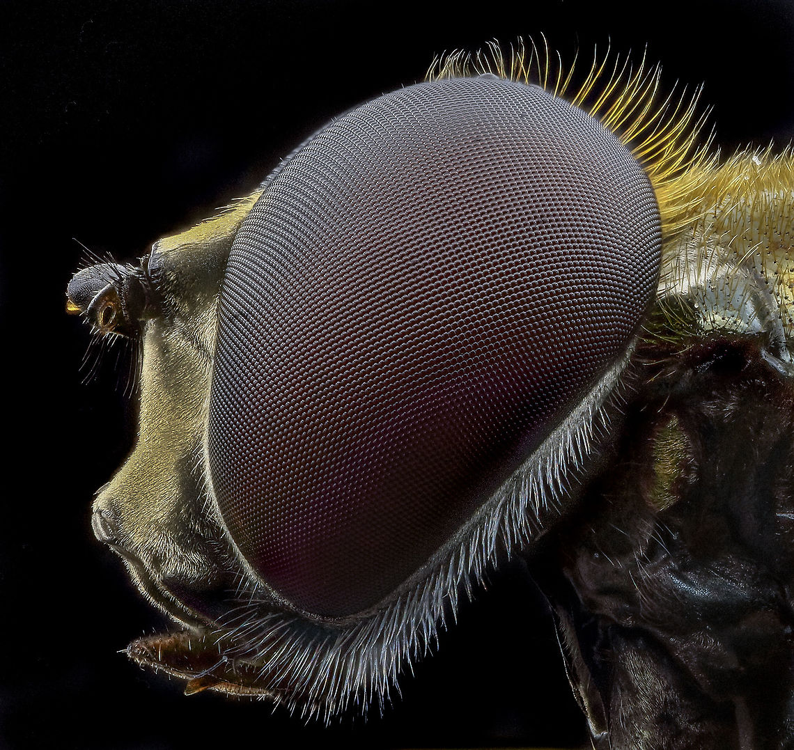 Eristalis_tenax  Eristalis tenax,Geotagged,Netherlands,Summer
