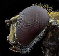 Eristalis_tenax  Eristalis tenax,Geotagged,Netherlands,Summer