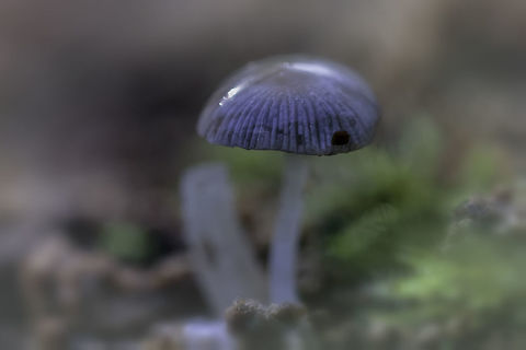 Mycena Galericulata  Fall,Geotagged,Mycena galericulata,Netherlands,Rosy-gill fairy helmet