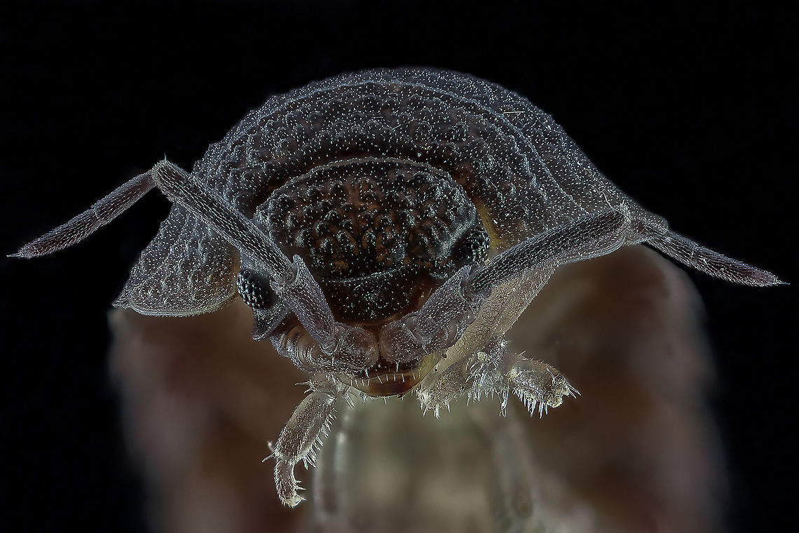 Portrait Woodlouse Camera setup: Canon EOS 5DsR, Canon MP-E 65 lens @ 3 &times; magnification, Stack Shot automated macro rail. Caruba photo studio. Camera was on hand operation.<br />
ISO 100, f / 4, Exposure 2 sec., custom white balance, white balance filter ExpoDisc 2.0, step size 0.1 mm and 50 intake gestackt with Zerene Stacker (Pmax method) Geotagged,Netherlands,Porcellio scaber,Rough woodlouse,Winter